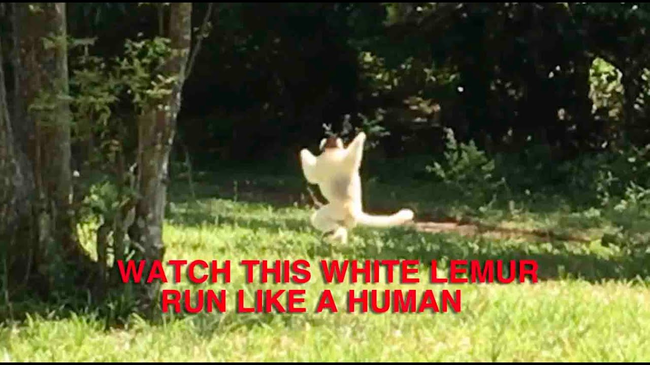 SEARCHING FOR MADAGASCAR'S ENDANGERED WHITE LEMUR: WILD ANIMAL ENCOUNTERS