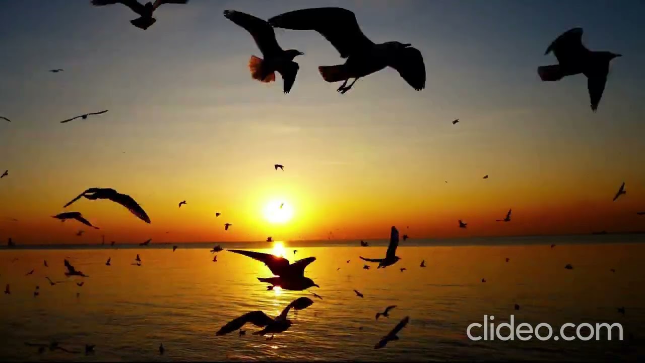 Traición _ LYRA (2026) #traición #fypyoutube #likeforlikes 