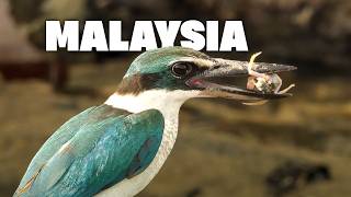 Download Lagu Malaysia - Benteng Terakhir Satwa Liar MP3 Download Lagu Malaysia - Benteng Terakhir Satwa Liar MP3