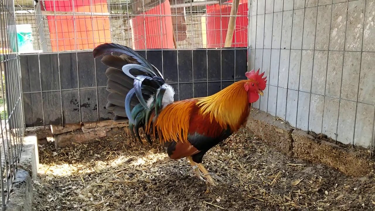 Semental Radio de Mr. Roy Brady YouTube