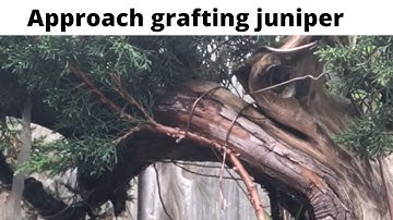 How to approach graft shimpaku juniper onto juniper squamata for bonsai