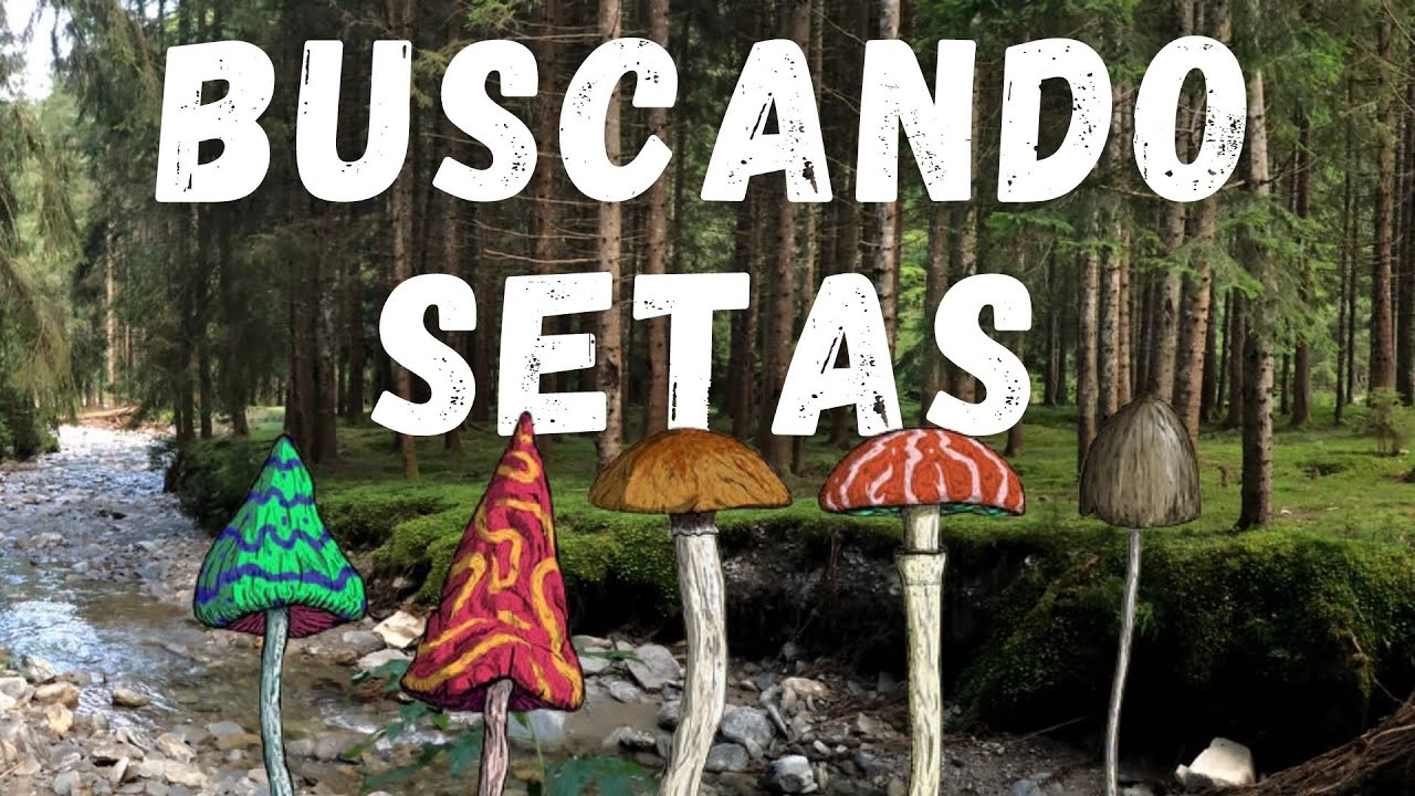 Comimos setas salvajes y se nos cruzó un ZORRO en Rumania