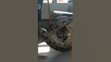 A Huge Python "Anaconda" rescued from School Bus in Uttar Pradesh 🐍 #Python #Snake #Anaconda #Shorts