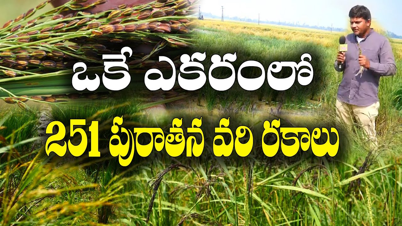 పురాతన వరి విత్తనాల అభివృద్ధిలో బిట్స్ పిలానీ పూర్వ విద్యార్థి || Ancient Paddy Seed || RaghuVeer
