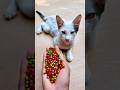 Satisfying ASMR 🌈 Beads Cat Reverse Magic#shorts #cat #beads #asmr #satisfyingvideo