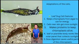 Leaf slugs of the genus Elysia