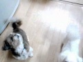 サラ踊り