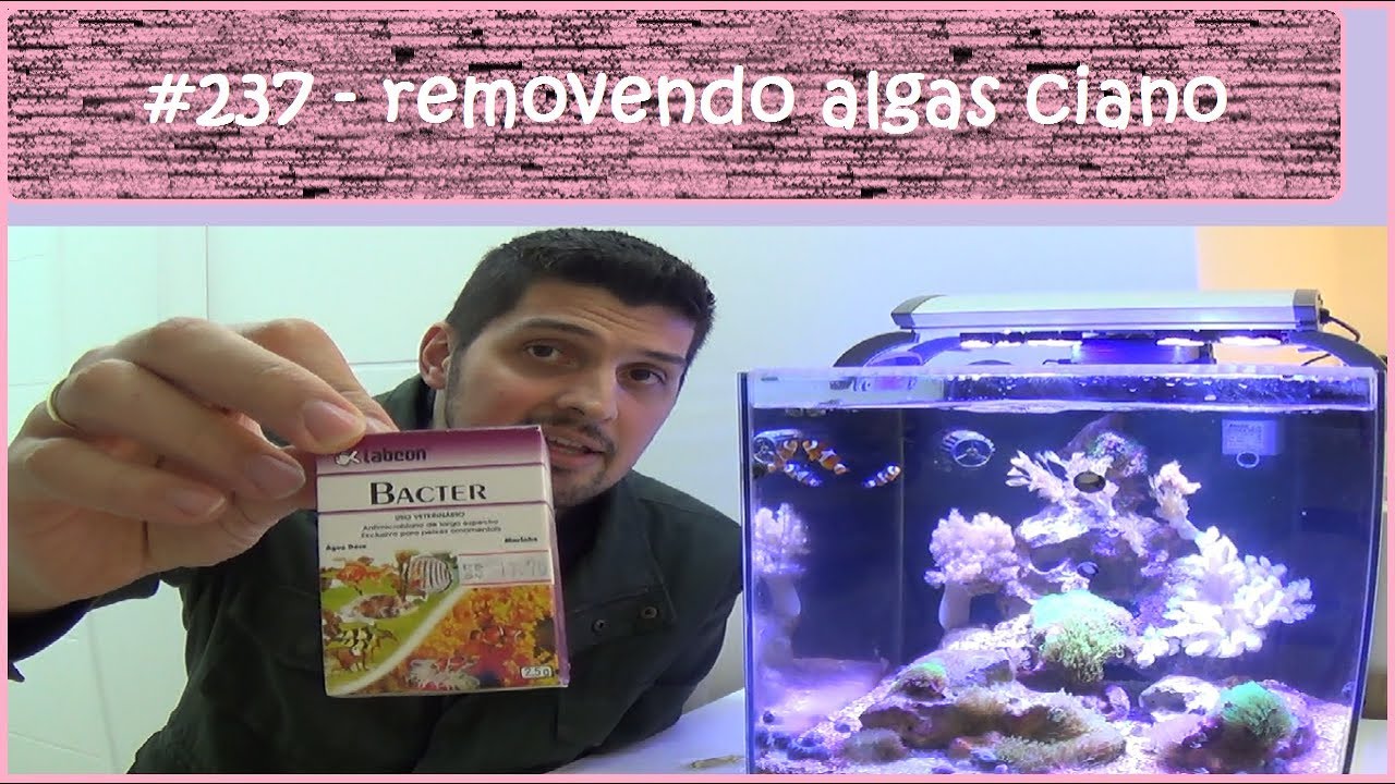 REMOVENDO AS ALGAS CIANO DO MEU AQUÁRIO