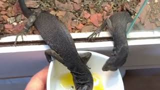 Black Tree Monitor Family Varanus Beccarii On Egg Diet