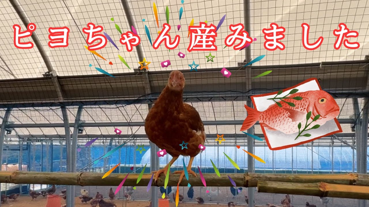 Free-range chicken farming] Congratulations! The chicks' first