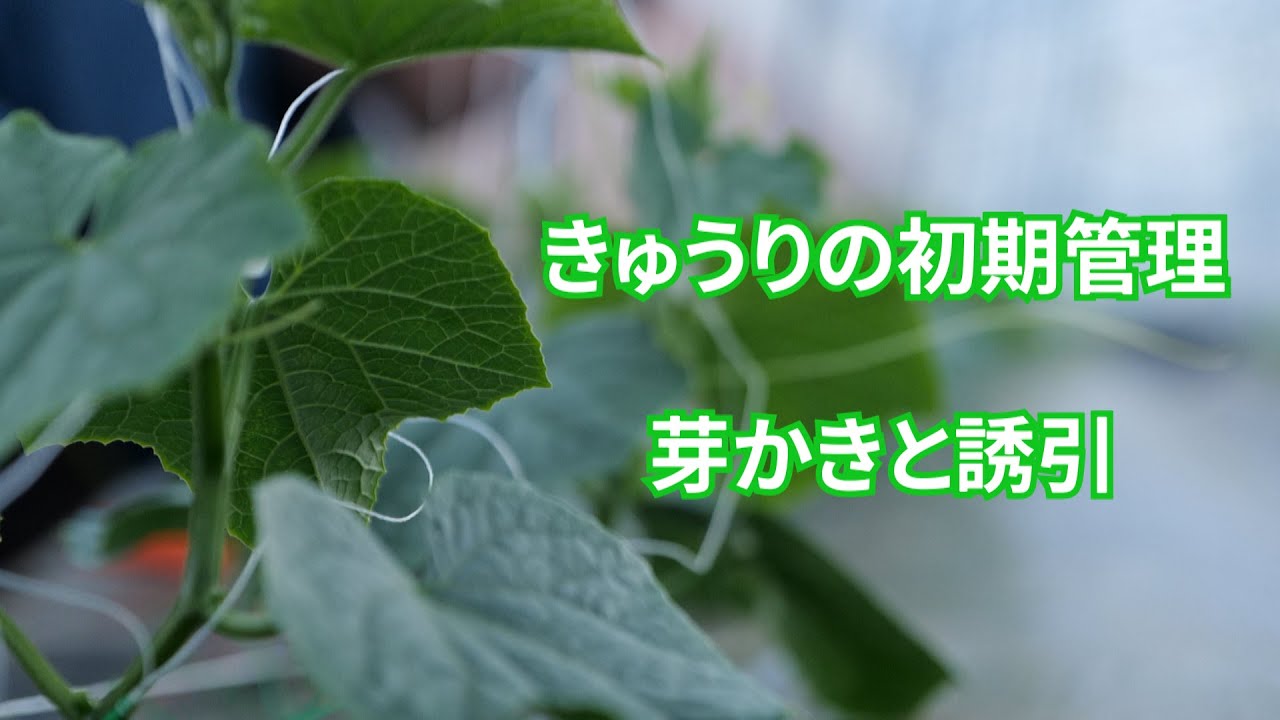 きゅうりの芽かき作業と誘引 トマトハウスの様子など21 4 29 1212 Youtube