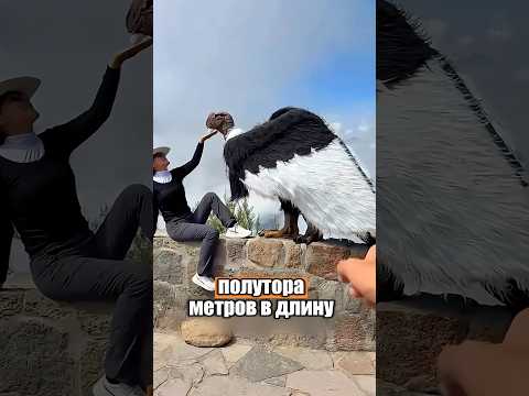 Самые большие птицы в мире 😱😨 #милыеживотные #животные