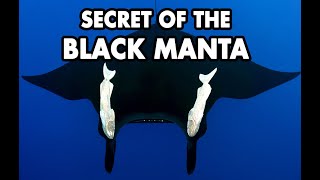 The secret of the black manta rays in the Indo-Pacific
