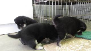 Shiba Inu Puppies black and tan 4 weeks old