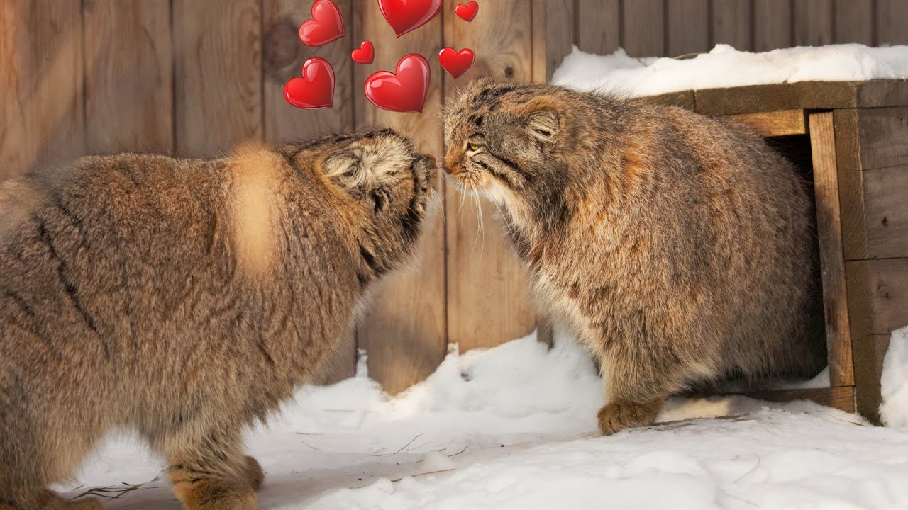 Манул Ачи громко зовёт Снежинку на свидание! Брачный сезон манулов.
