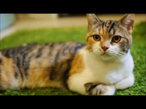 【ほのぼの・穏やか】　三毛猫のワルツ　【無料著作権フリー作業用音楽BGM】