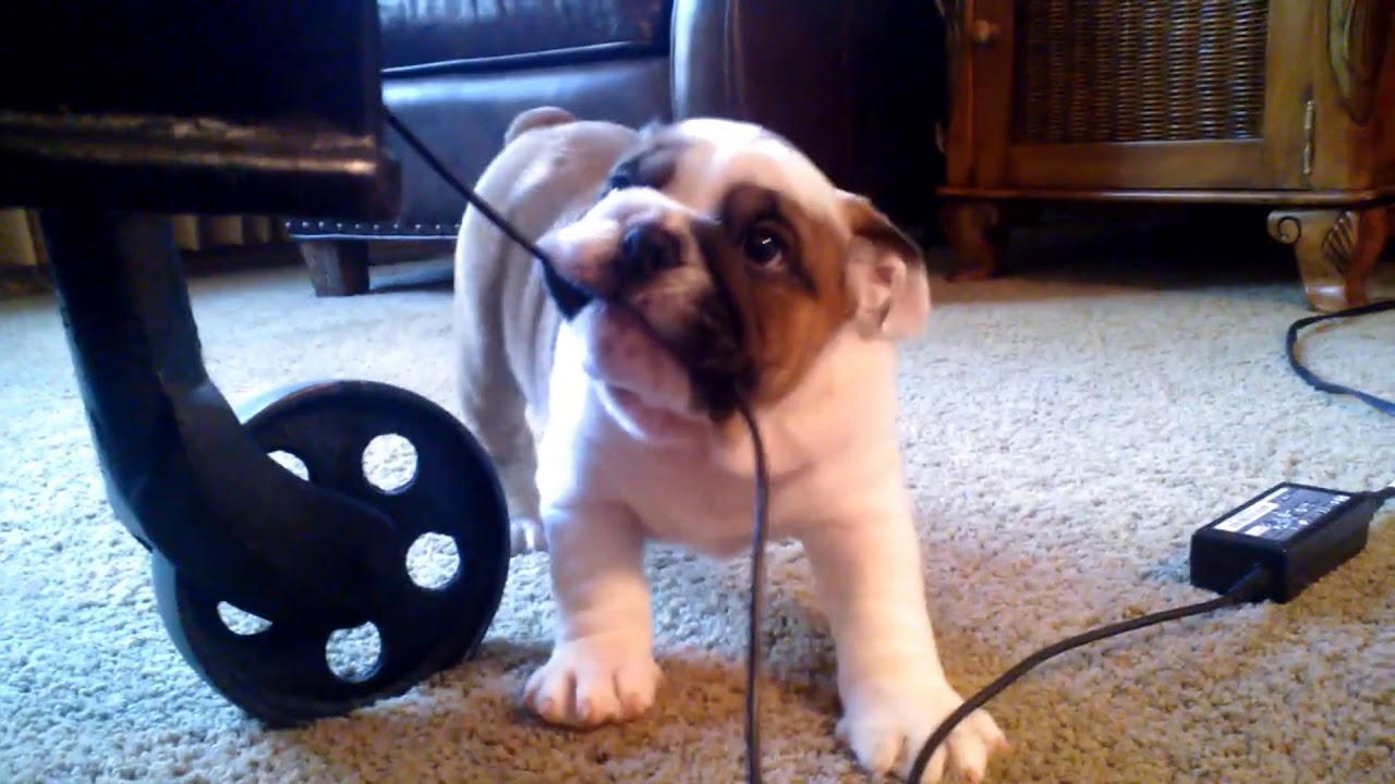 bulldog bluetooth speaker bim Jasper a little English Bulldog is handful