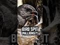 The World’s Most Expensive Food Comes from Bird Spit?!
