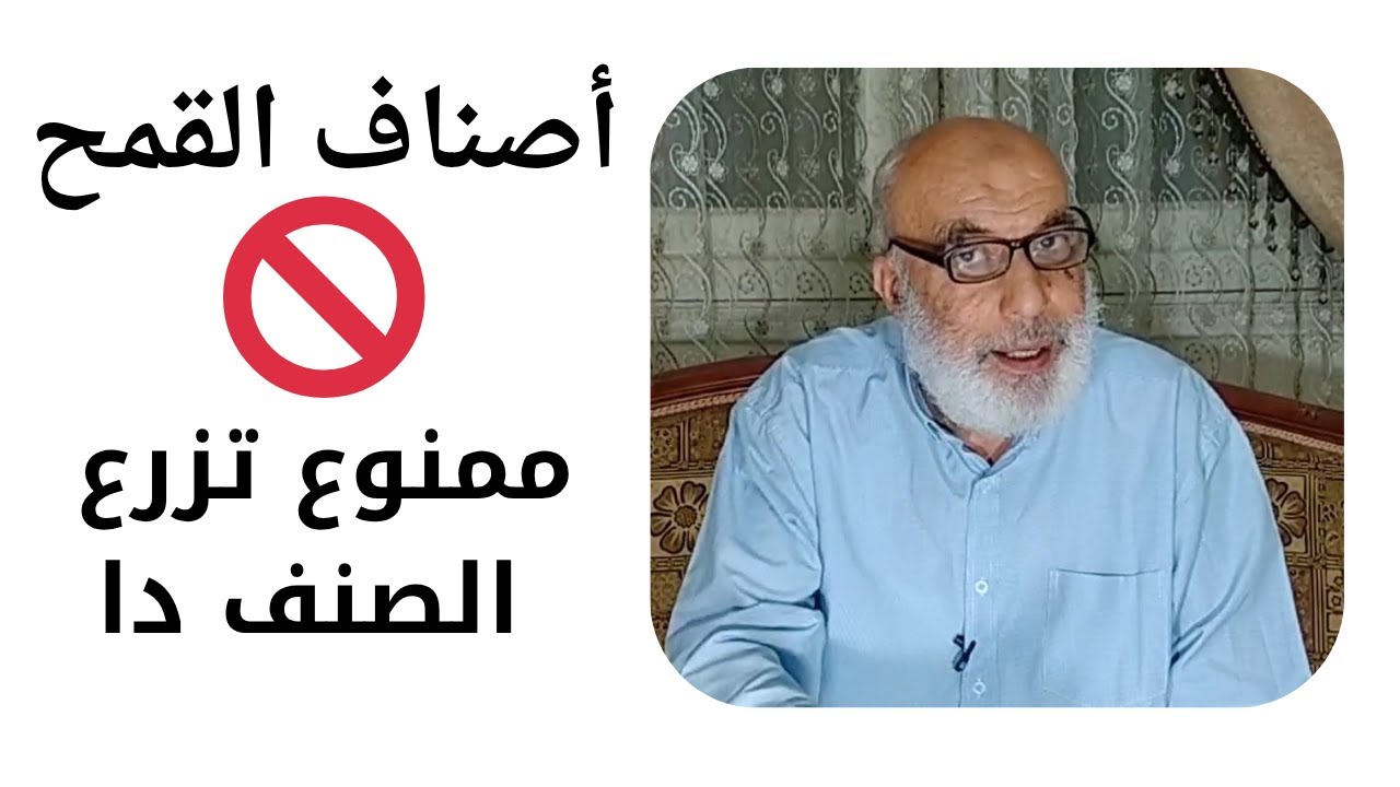 أسرار أصناف القمح والسياسة الصنفية في مصر! لازم تعرفها قبل ما تزرع!