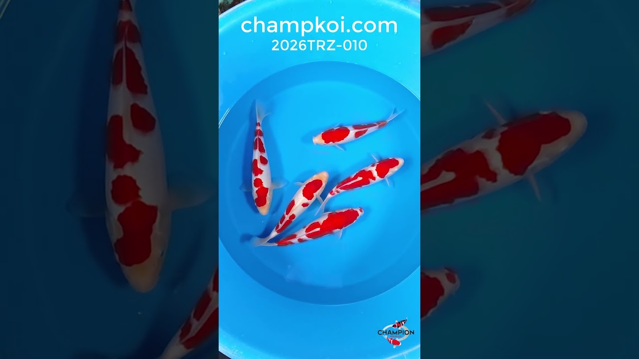 2026TRZ-010: 32-35cm Torazo Kohaku | ChampKoi - Champion Nishikigoi
