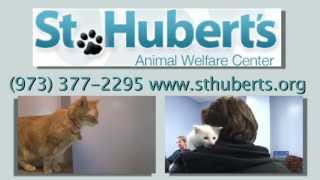 St. Huberts PSA:  Adopt a Cat