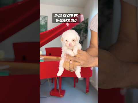 Toy Poodle Transformation #toypoodle #partipoodle #cutepuppy