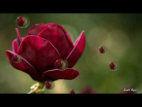 CAN'T HELP FALLING IN LOVE - (RICHARD MARX / Lyrics) (REPOST)