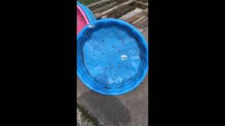 Accessible Gardening