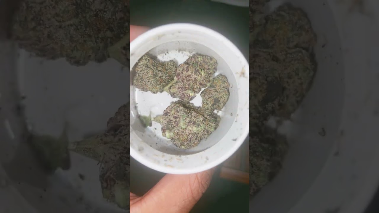 Gelato 41 T1 Flower | MUV