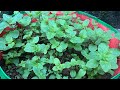 How to grow mints in grow bag with great results