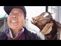 87-Year-Old Grandmother Raises A Goat Who Acts Like A Dog | Kritter Klub
