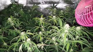 Growing LARGE In small Spaces S 1 Ep 8 Fastbubs WCOG Autoflower Spektrum King Closet Case