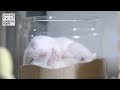 寝うんこハムスター。【ハムスター/ジャンガリアン】/Hamster POPO which defecates while sleeping.