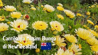 Download Lagu Cantiknya Musim Bunga di New Zealand MP3