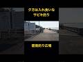 夕方なら入れ食いなサビキ釣り 碧南釣り広場 碧南海釣り公園#碧南釣り広場#サビキ釣り#衣浦湾