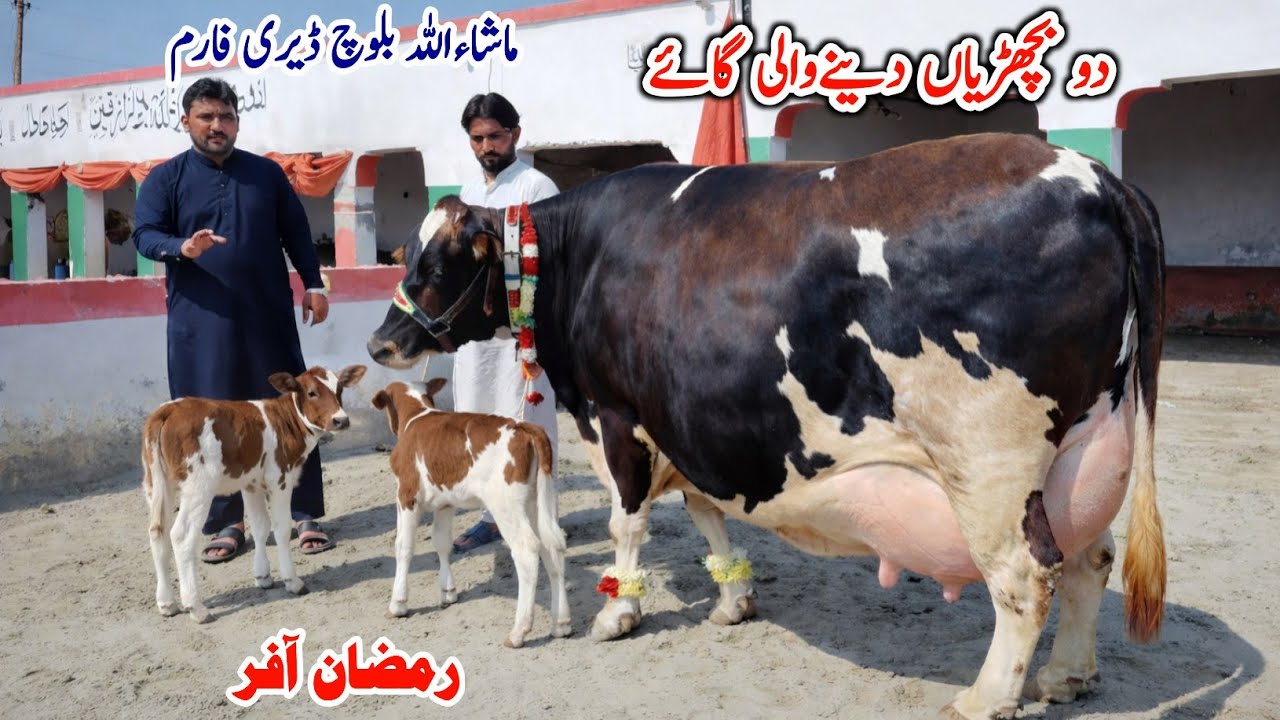 Baloch Dairy Farm | Jersey Cow Farm | Brazililan Cow | Cow Sale in Punjab Today | Pk Janwar Mandi