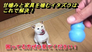 【第１７話　コング使ってみました。甘噛みや家具を噛んで困っている方、ぜひコングを使ってみてください！急いで食べる癖も減ります。家具を一切噛まなかったのと多少大きくなって甘噛みほぼしなくなりました。】