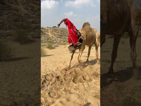في عجلة من أمرها أرادت المرأة أن تصعد فوق الجمل لكنها اضطرت للسقوط
