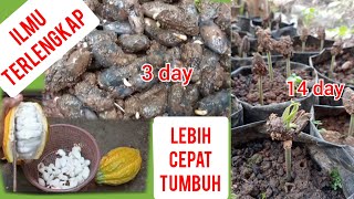 cara semai biji kakao terbaru, lebih cepat dan lebih subur