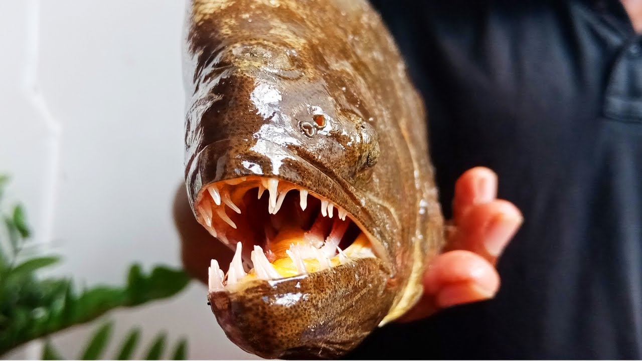 Flatfish | Monster Look Fish - YouTube