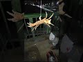 ازاز كابوريا ازاز كابوريا