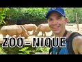 Singapore Zoo, Singapore. Best zoo in the world. Best Rainforest Zoo. Things to do in Singapore