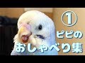 セキセイインコ ピピのおしゃべり集 ①年目 Talking Budgie [#030]