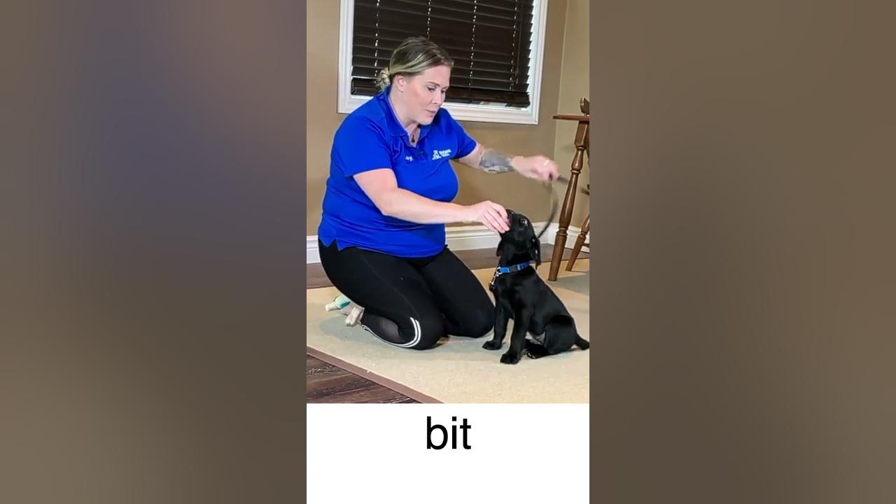 Puppy HouseLine Training YouTube