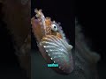 Kuch ocean creatures aise hain jo dinosaurs se bhi pehle se zinda hain 😳