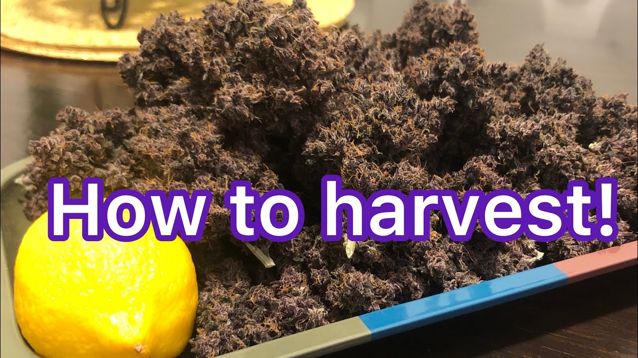 A complete guide to harvesting Cannabis. The Purple lemonade grow. Sponsored by Mars Hydro.