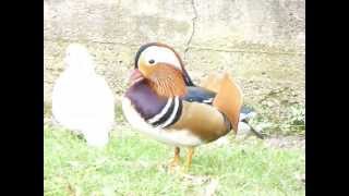 Patke Mandarinke