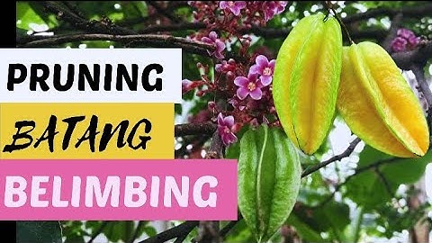 PRUNING BATANG BELIMBING TABULANPOT