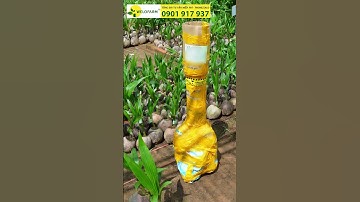 DỪA XIÊM LÙN CHUẨN GIỐNG #welofarmcaygiong