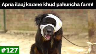 Ek dog jo apni treatment ke liye khud hi chala aya! | Peepal Farm Update #127